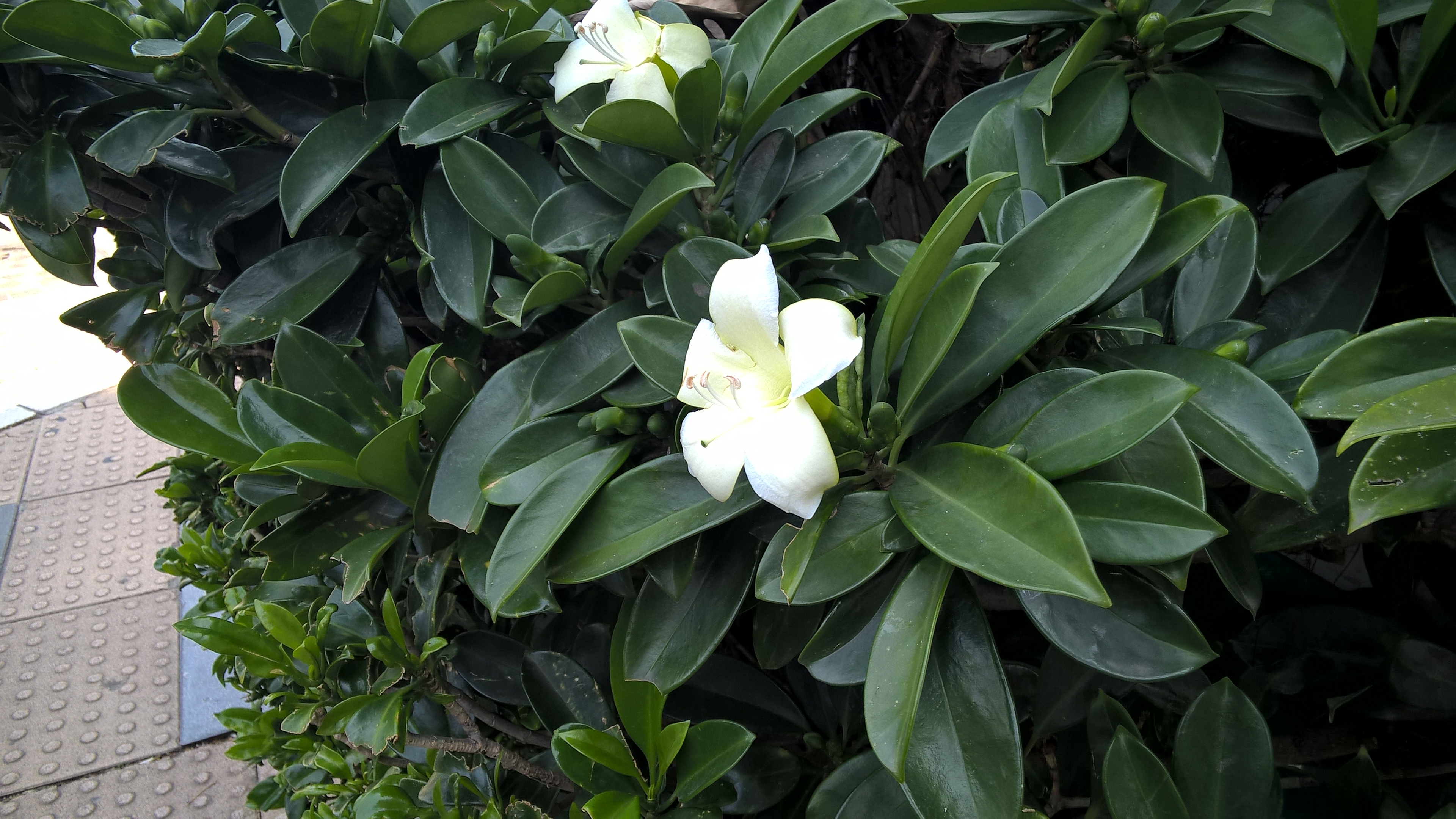 白花