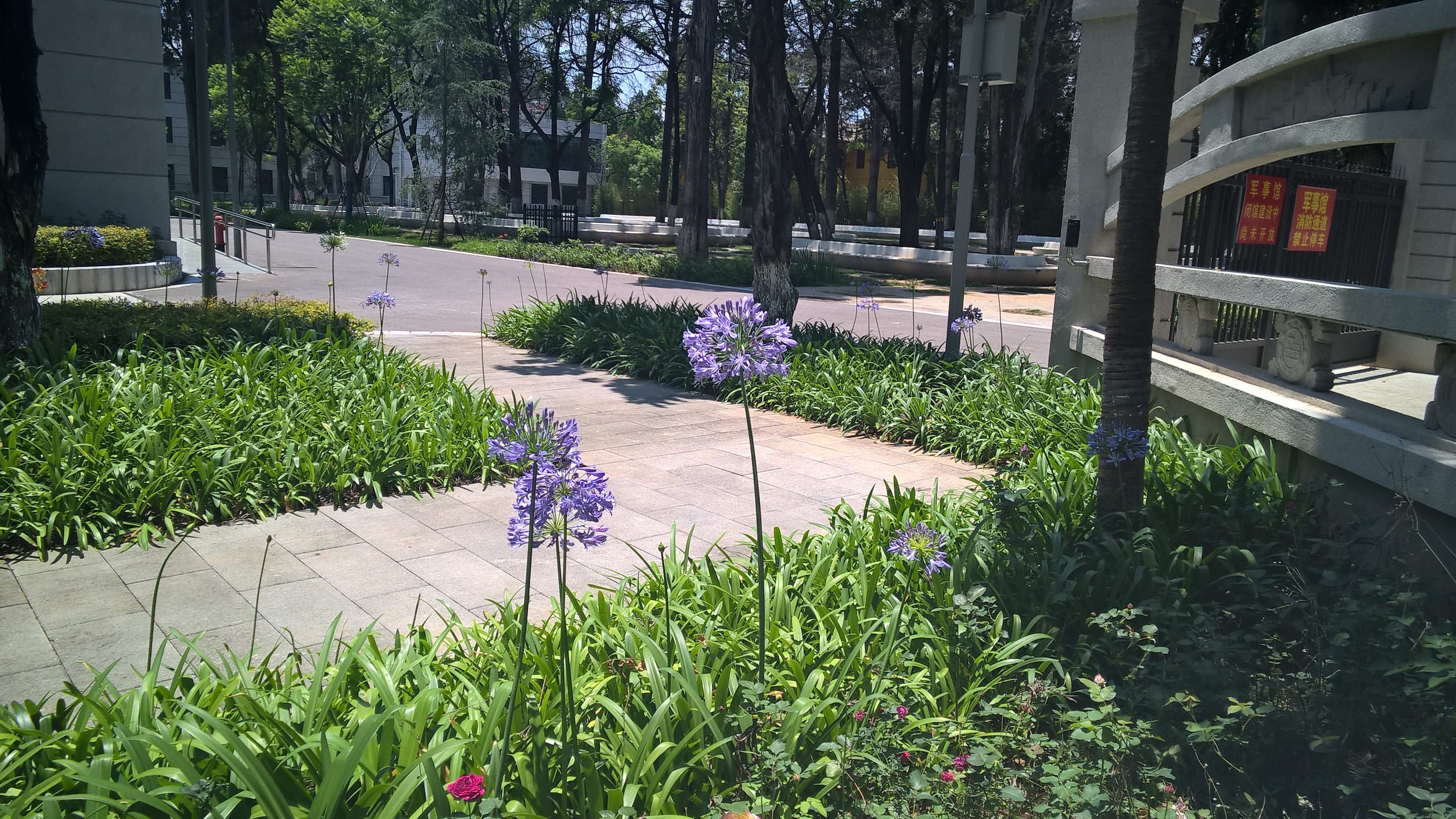 紫花